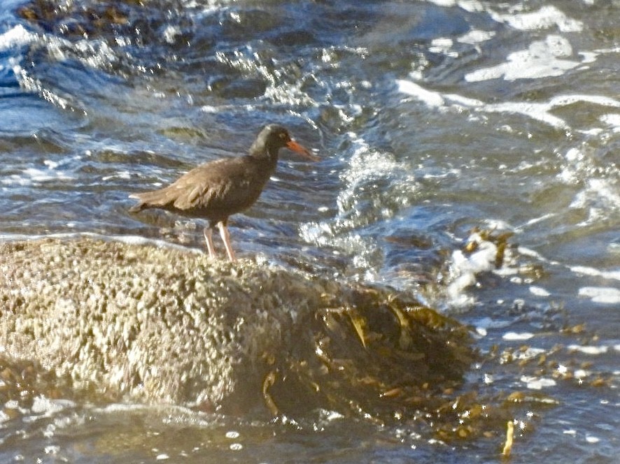 Black Oystercatcher - ML648700415