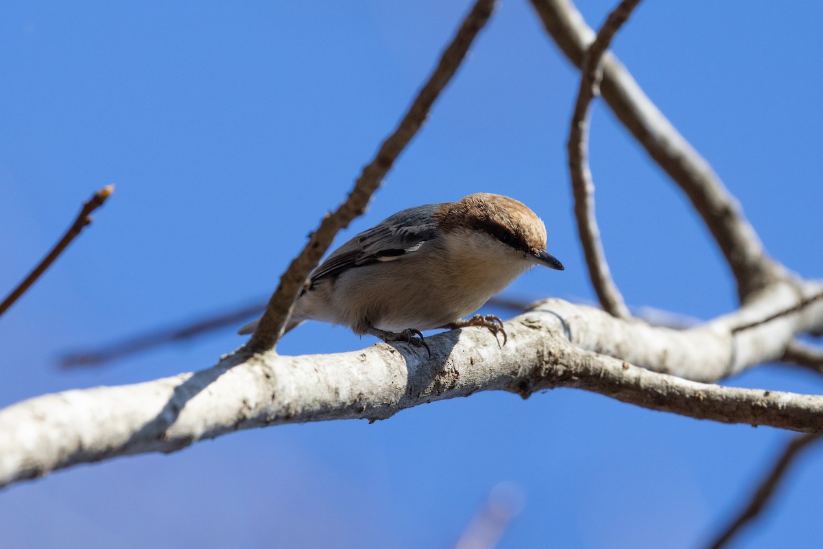 Brown-headed Nuthatch - ML648700418