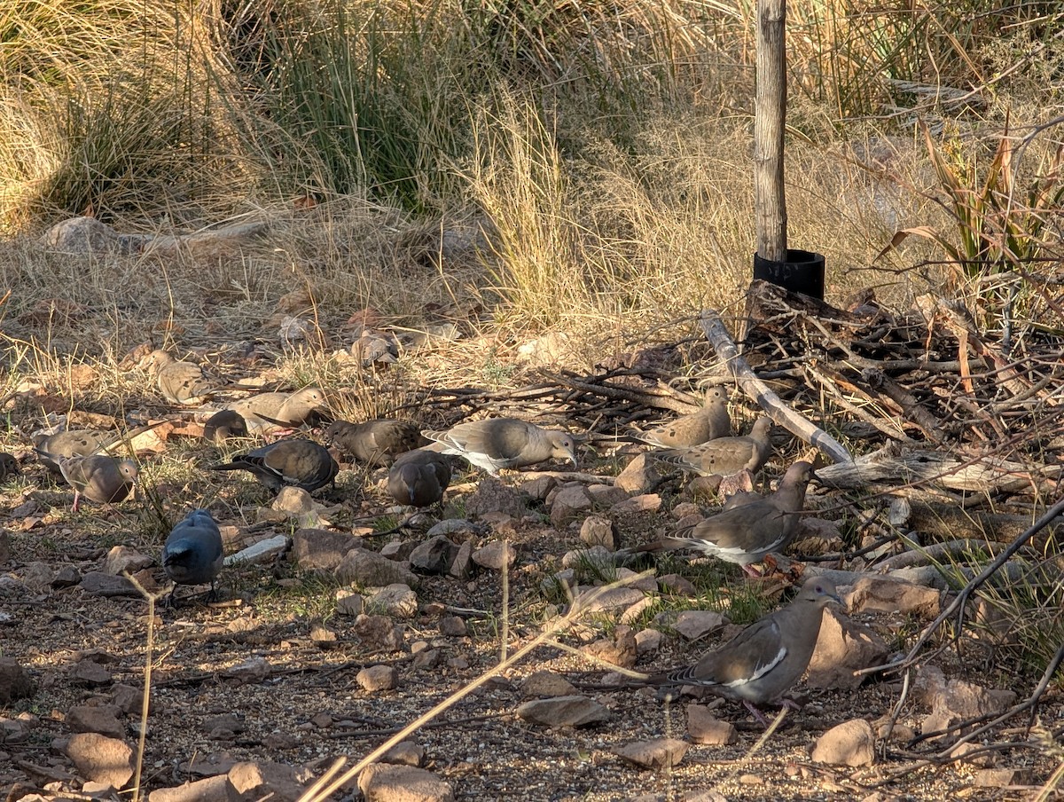 Mourning Dove - ML648700428