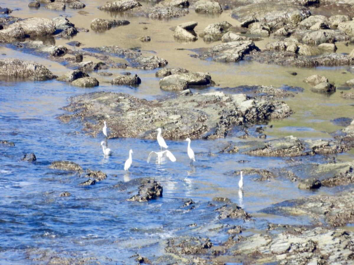 Snowy Egret - ML648700433