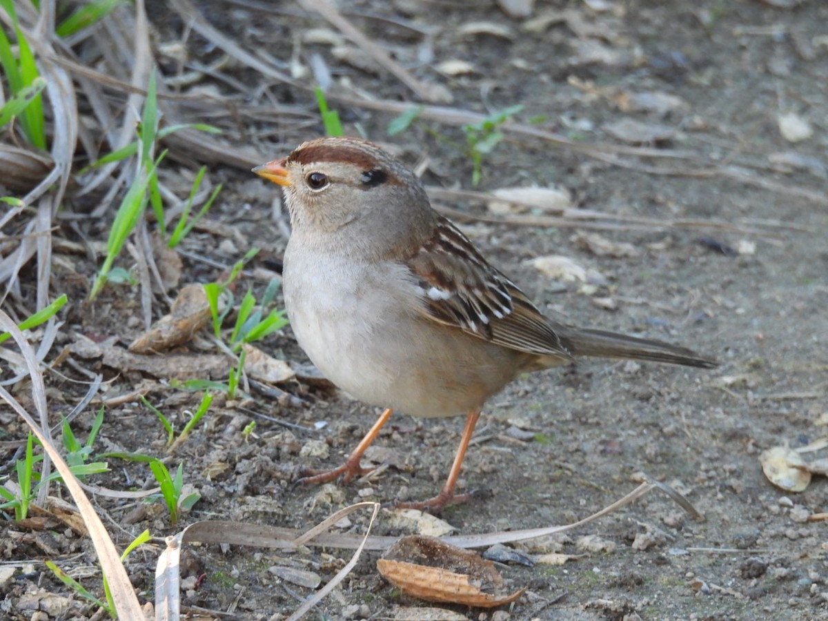White-crowned Sparrow - ML648700449