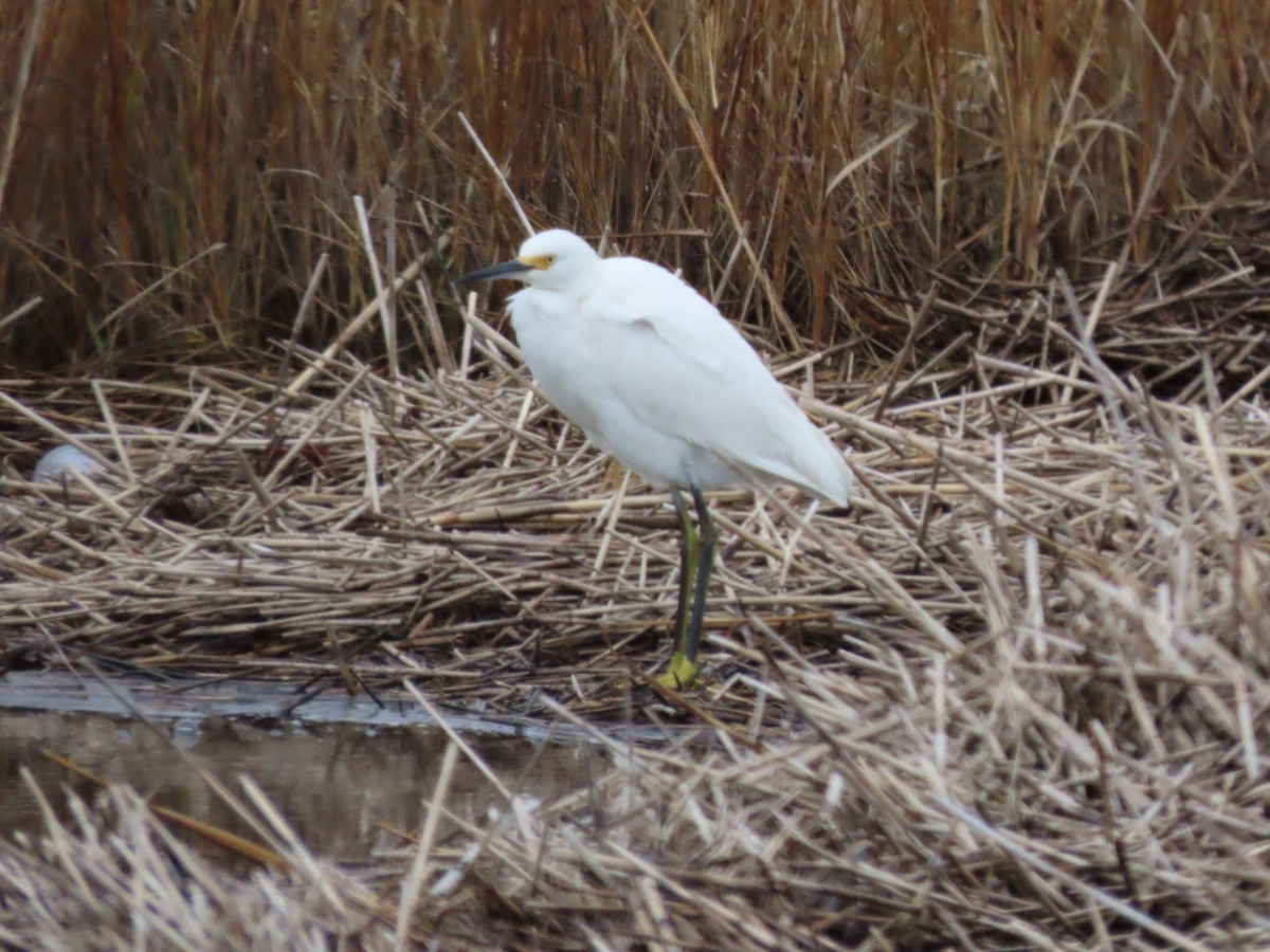 volavka bělostná - ML648700461