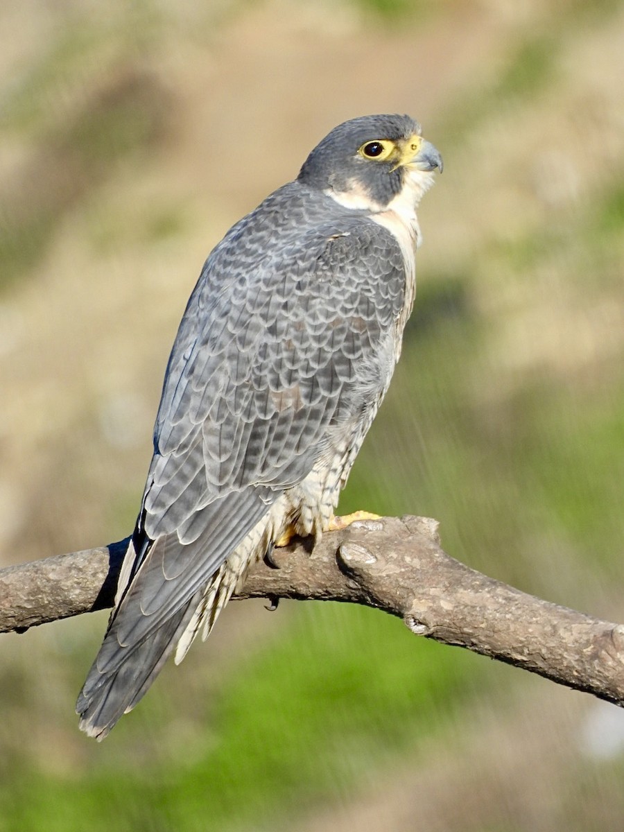 遊隼 - ML648700516