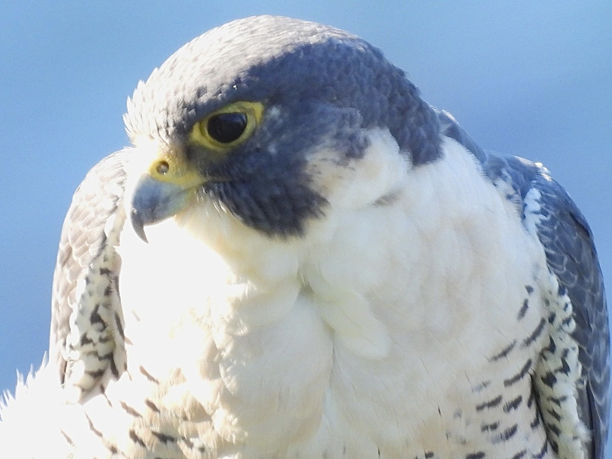 遊隼 - ML648700517