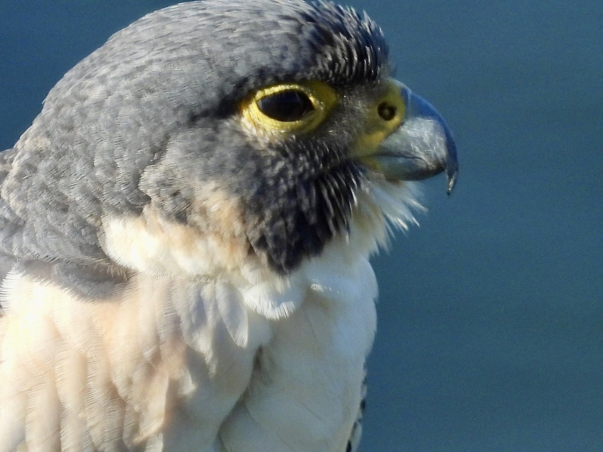 遊隼 - ML648700518