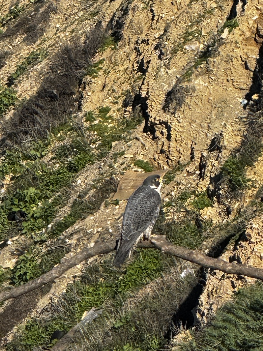 遊隼 - ML648700519