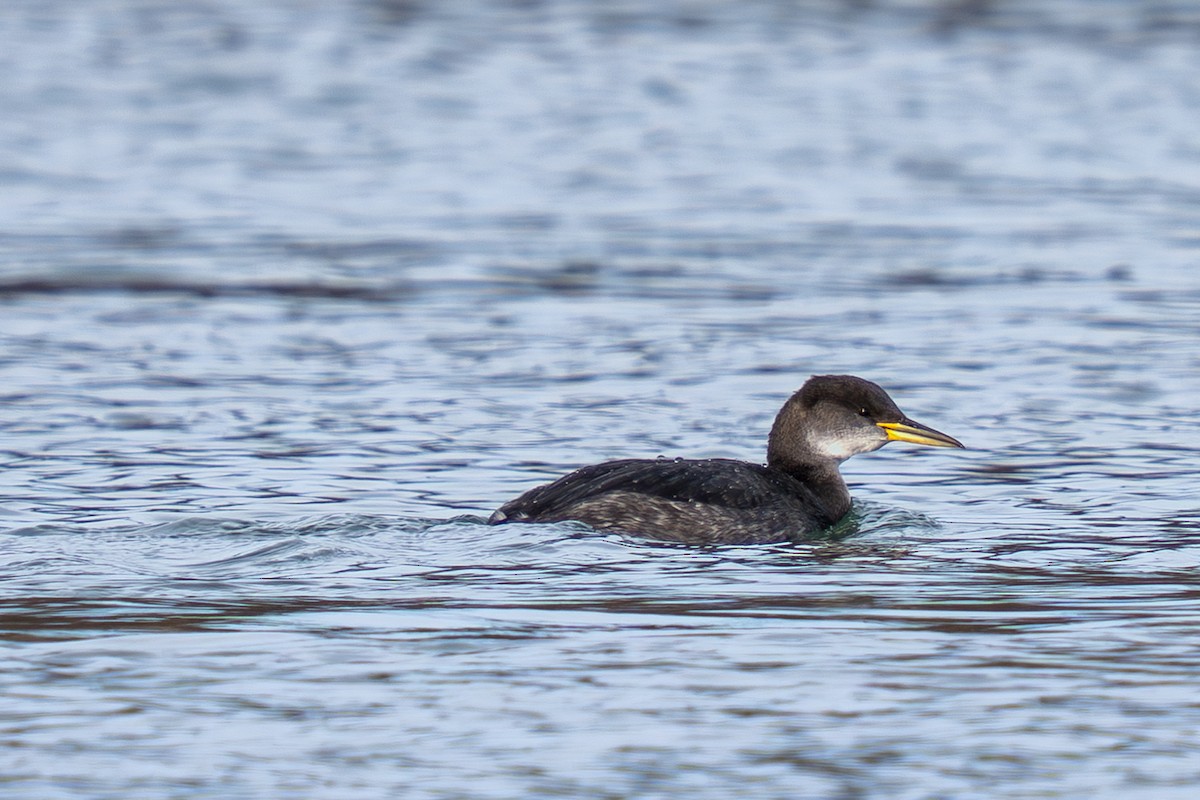 Somormujo Cuellirrojo - ML648700668