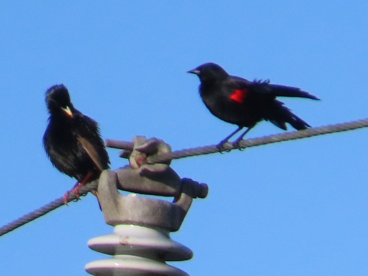 Red-winged Blackbird (California Bicolored) - ML648700702