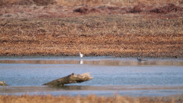 Greater Yellowlegs - ML648700861