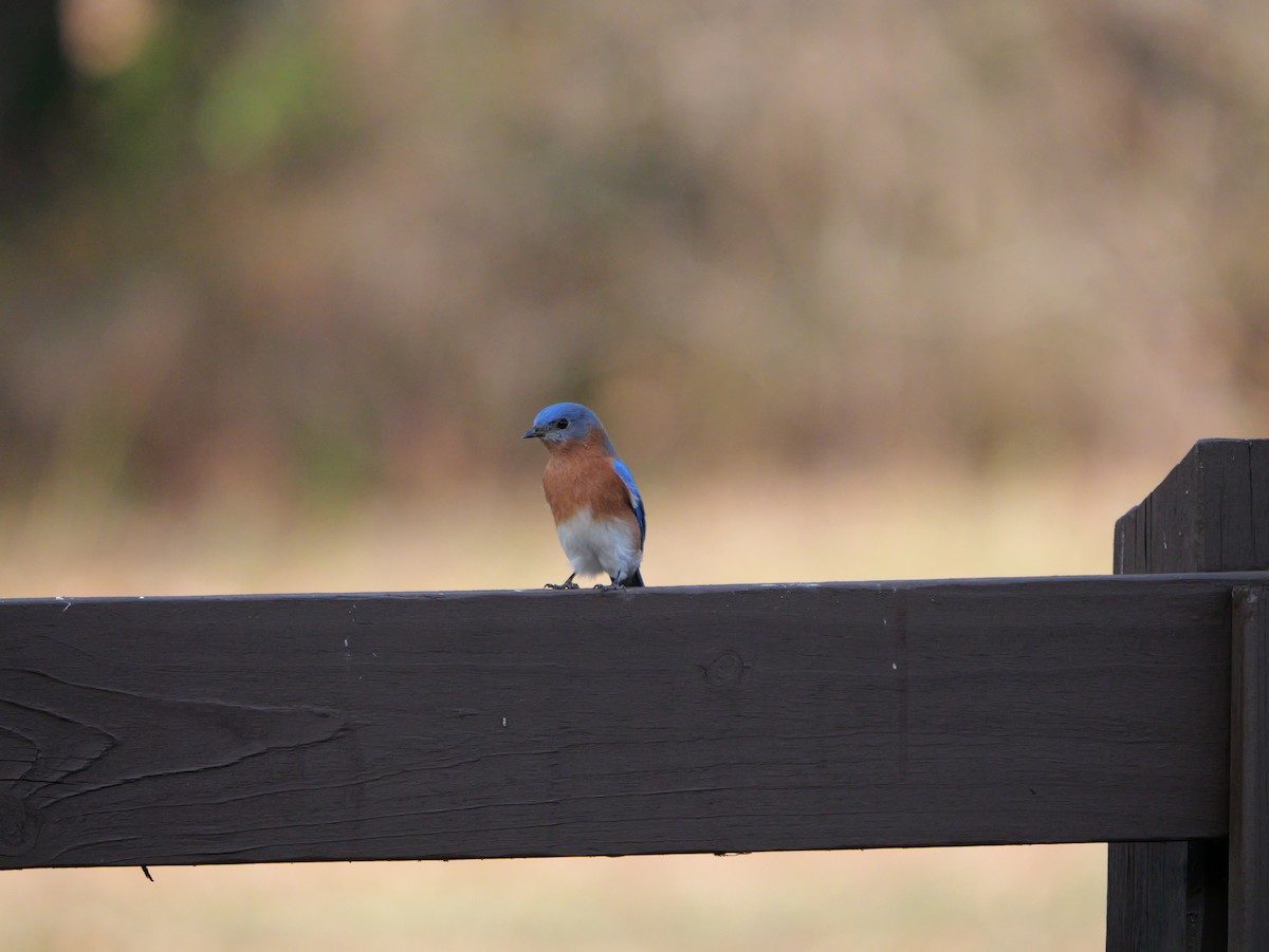 Eastern Bluebird - ML648700931