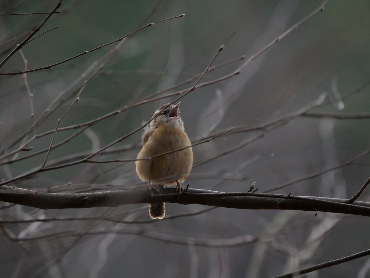 Carolina Wren - ML648700957