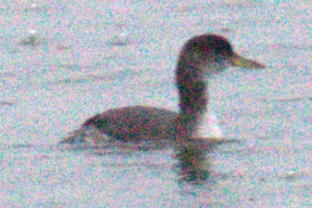 Somormujo Cuellirrojo - ML648700960