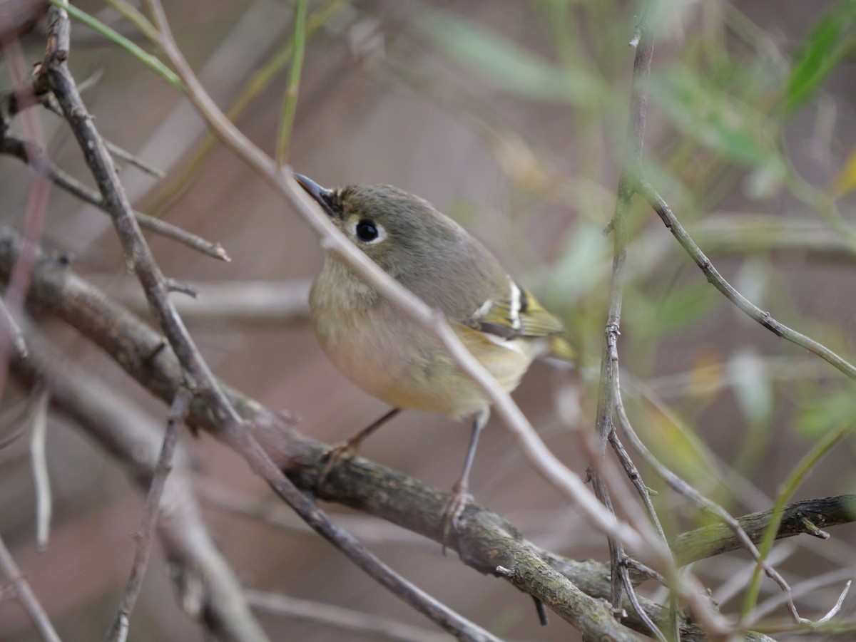 Ruby-crowned Kinglet - ML648700977