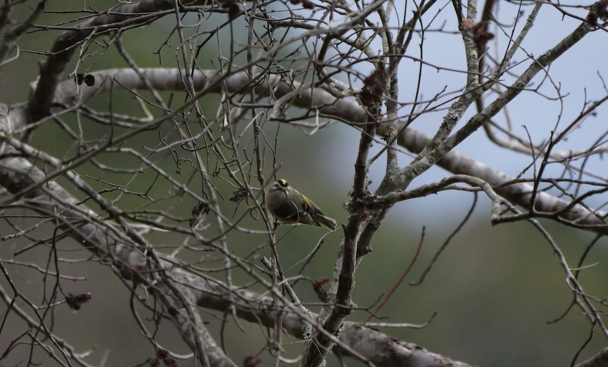 Golden-crowned Kinglet - ML648700991