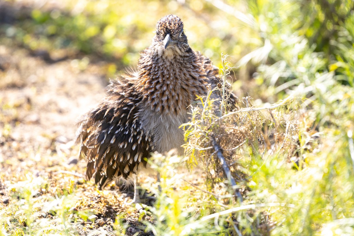 Greater Roadrunner - ML648701256