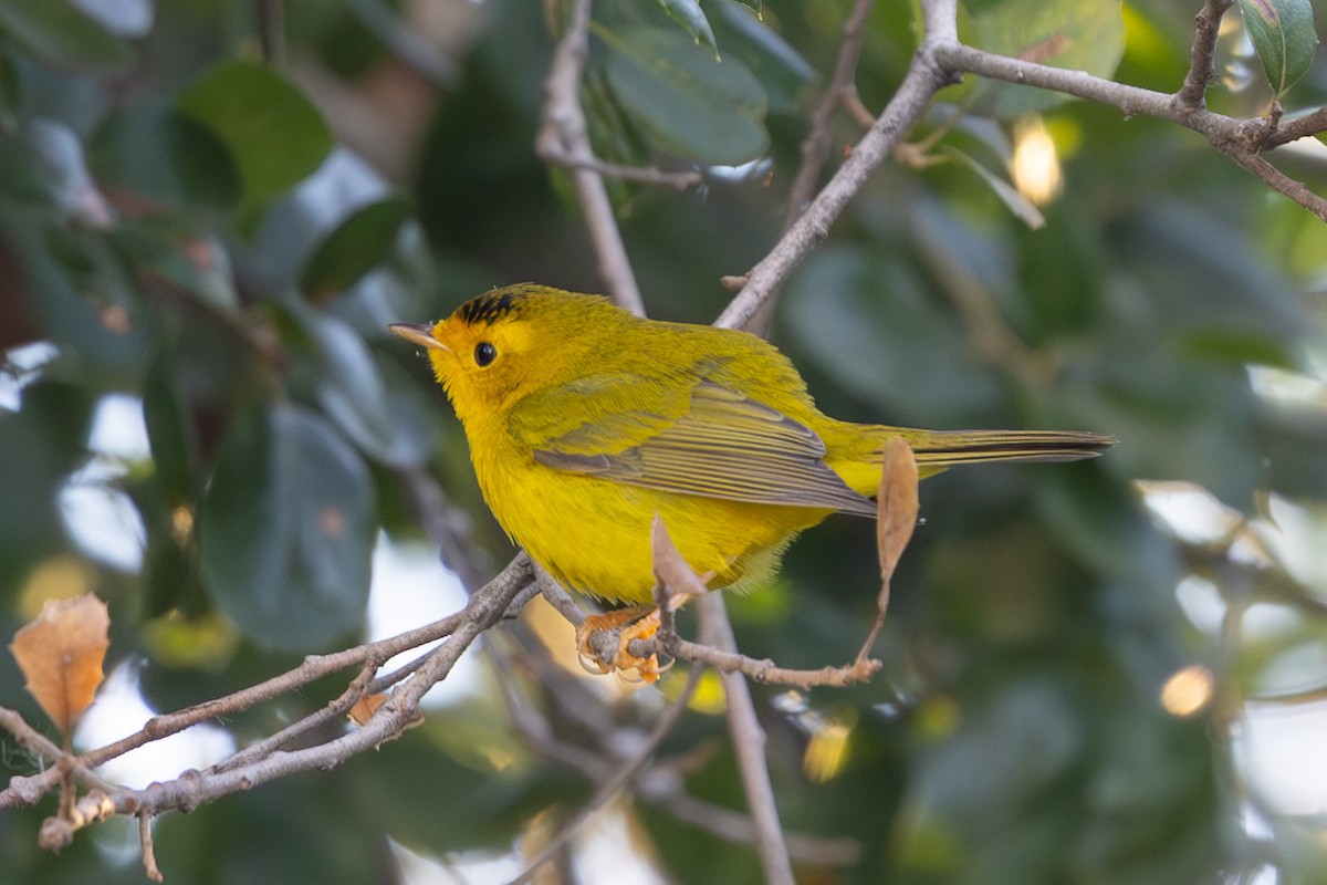 Wilson's Warbler - ML648701299