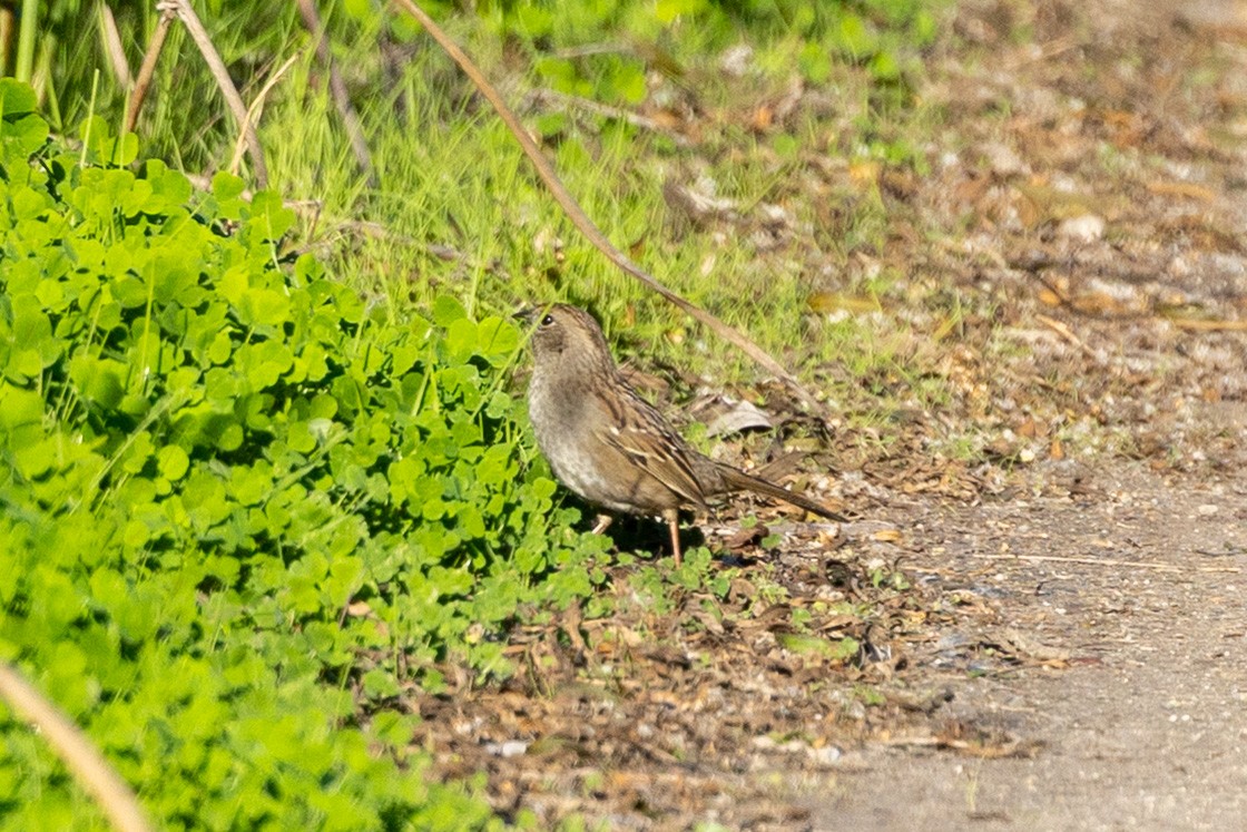 Golden-crowned Sparrow - ML648701307
