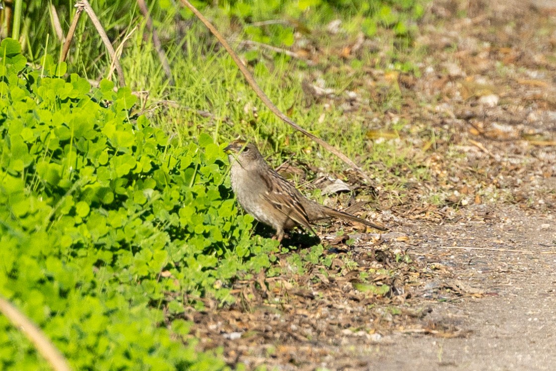 Golden-crowned Sparrow - ML648701308