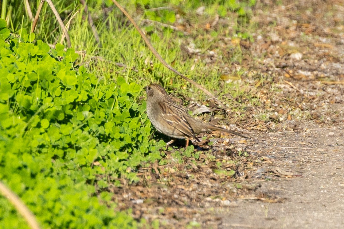 Golden-crowned Sparrow - ML648701309