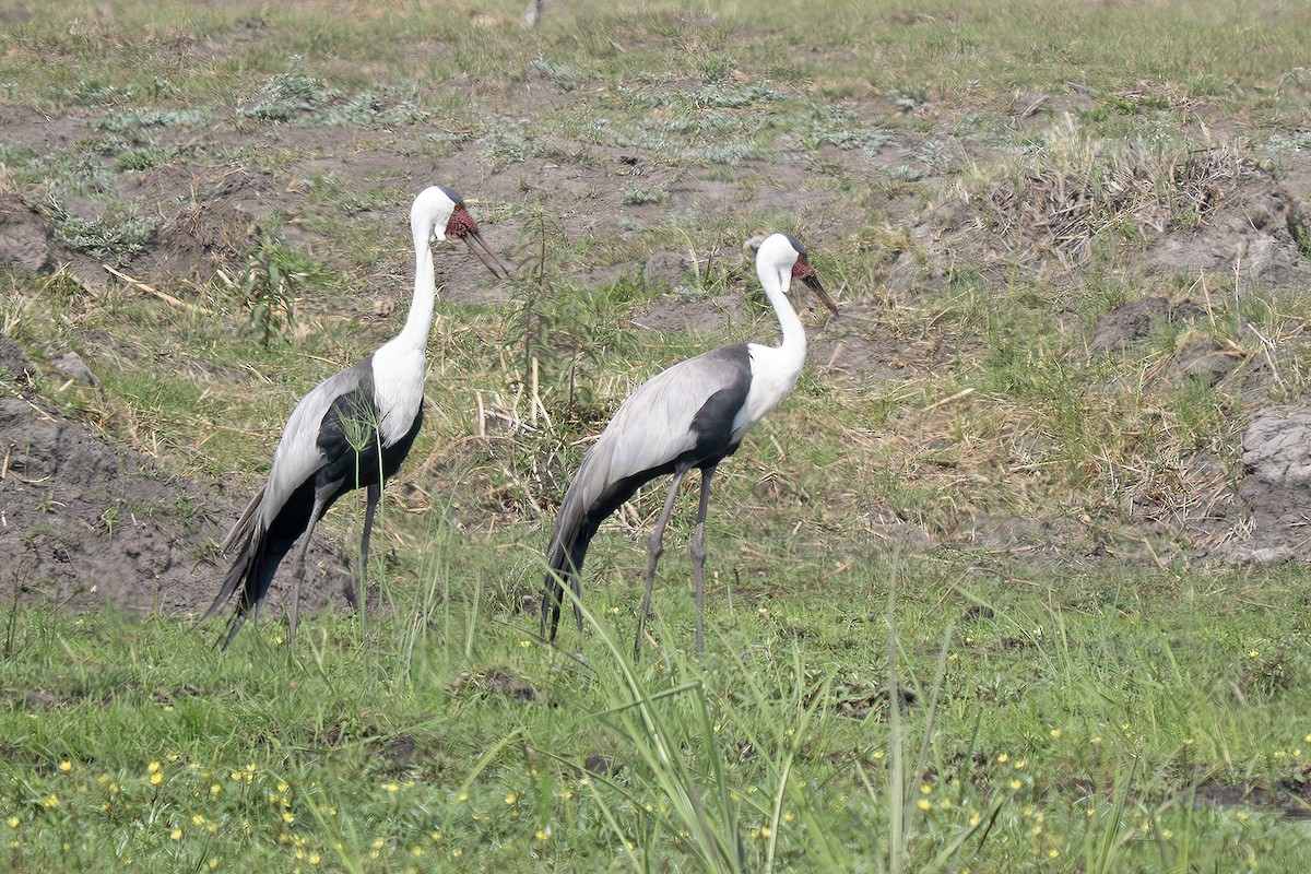 Grue caronculée - ML648701518