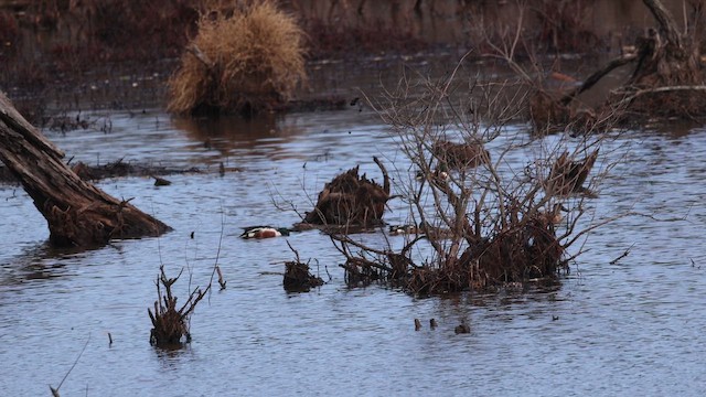 skjeand - ML648701662