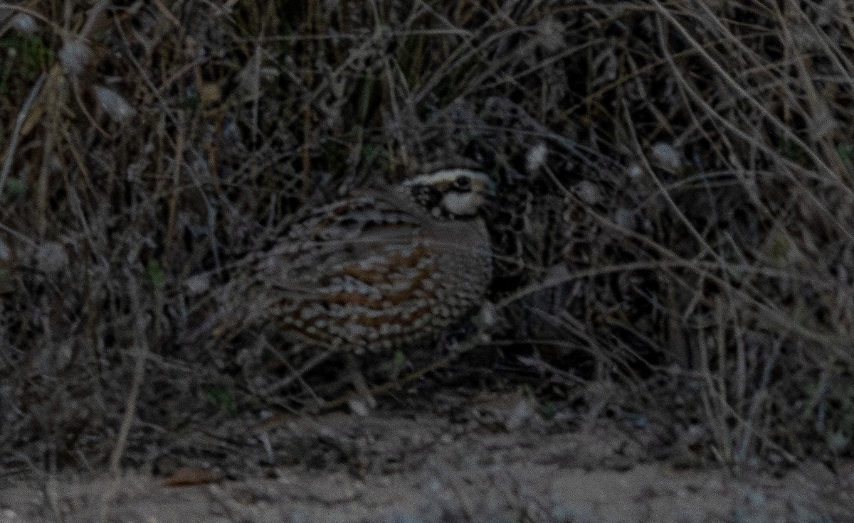 Northern Bobwhite - ML648701785