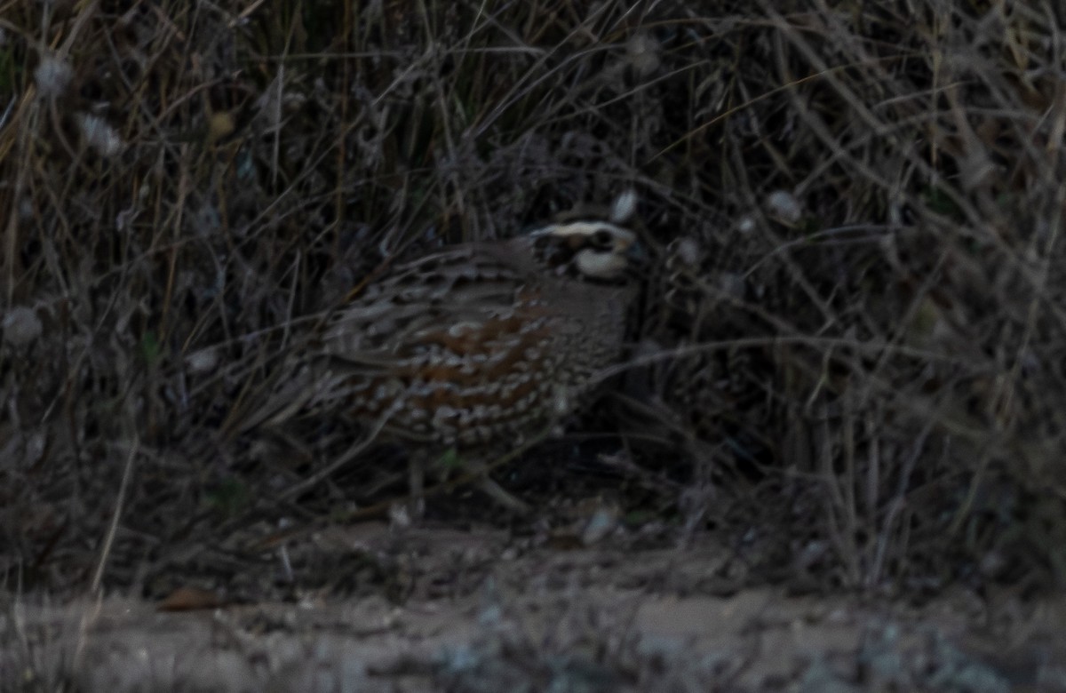 Northern Bobwhite - ML648701786