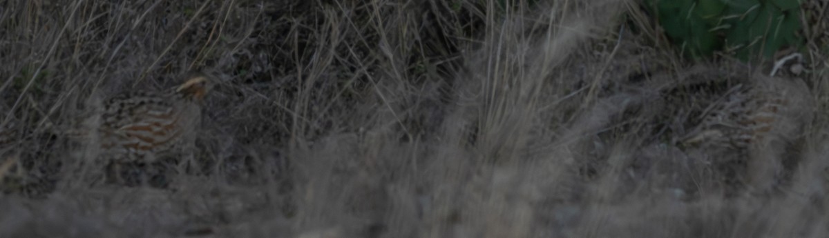 Northern Bobwhite - ML648701787