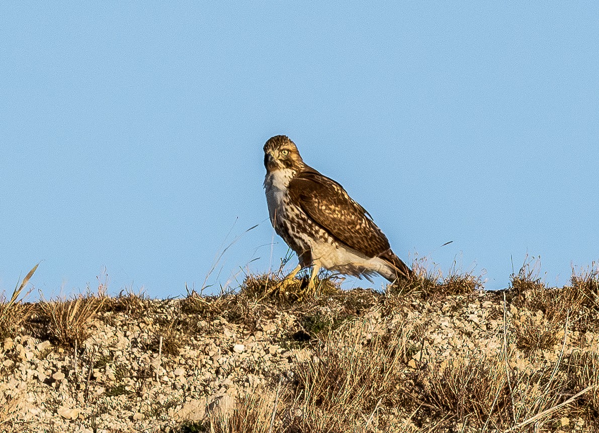 Red-tailed Hawk - ML648701809