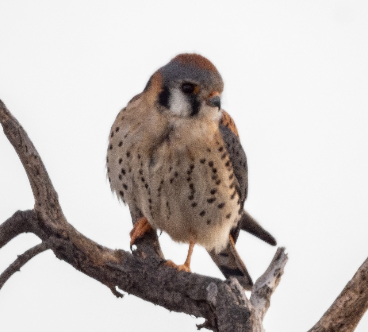 American Kestrel - ML648701828