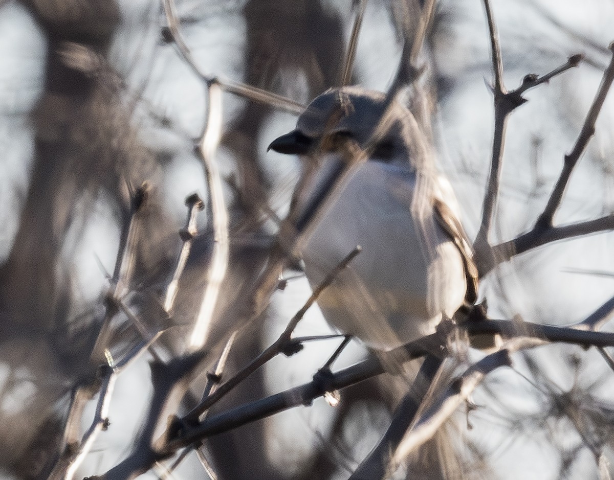 Loggerhead Shrike - ML648701862