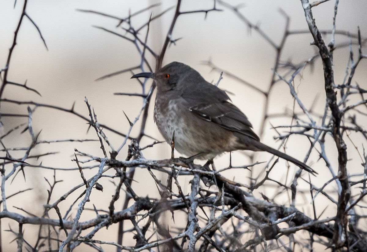Curve-billed Thrasher - ML648701887
