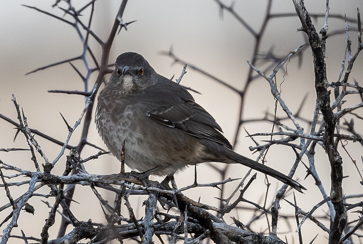 Curve-billed Thrasher - ML648701888