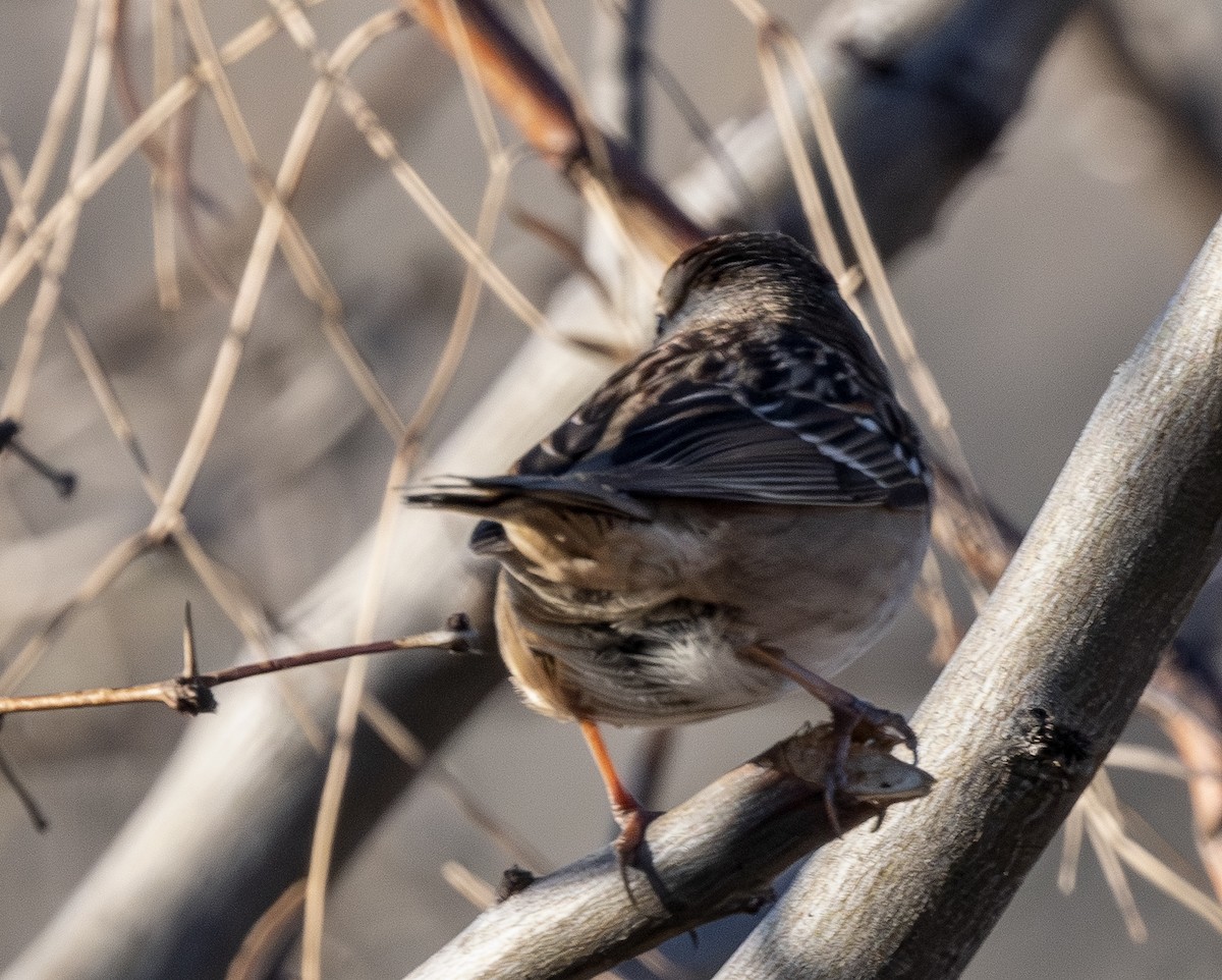 White-crowned Sparrow - ML648701922