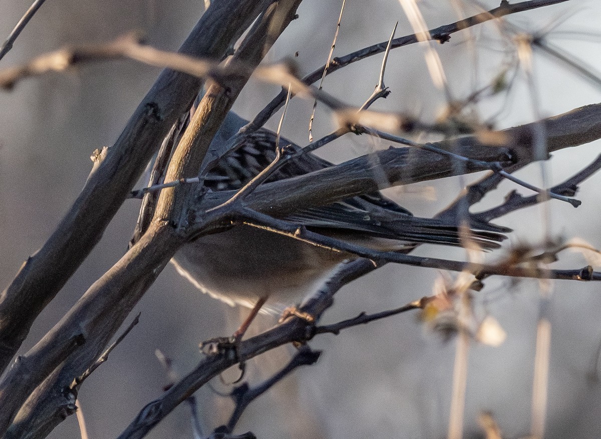 White-crowned Sparrow - ML648701923