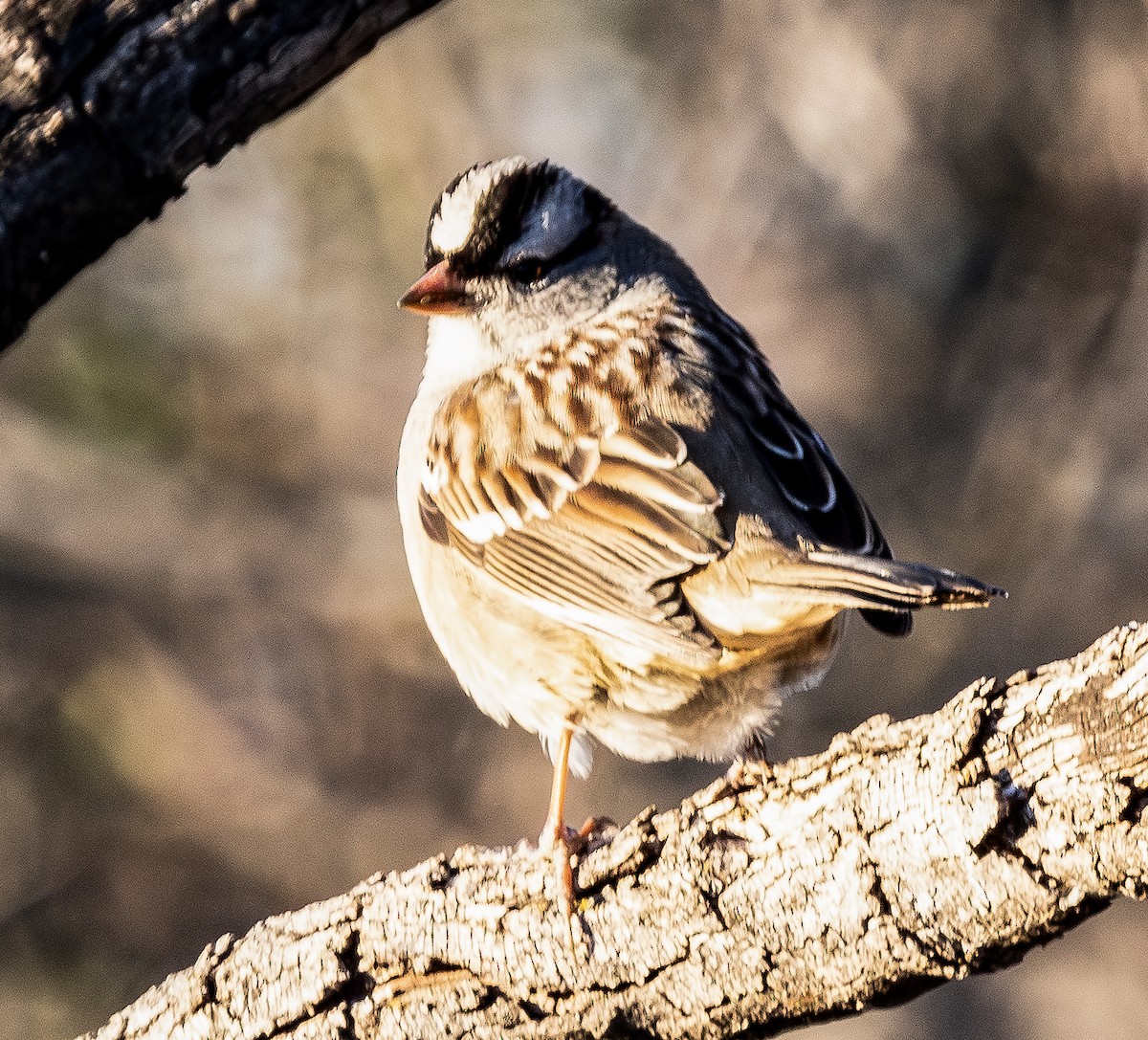 White-crowned Sparrow - ML648701924