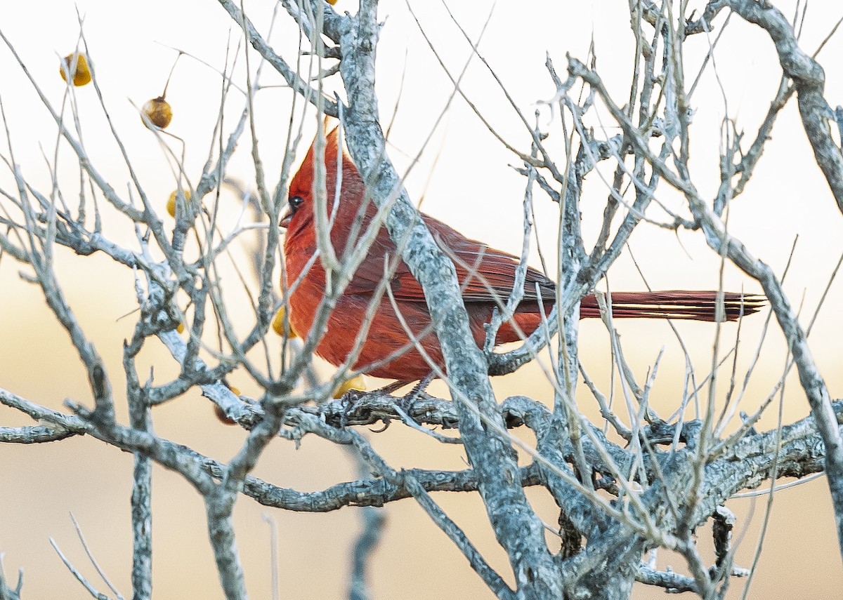 Northern Cardinal - ML648701963