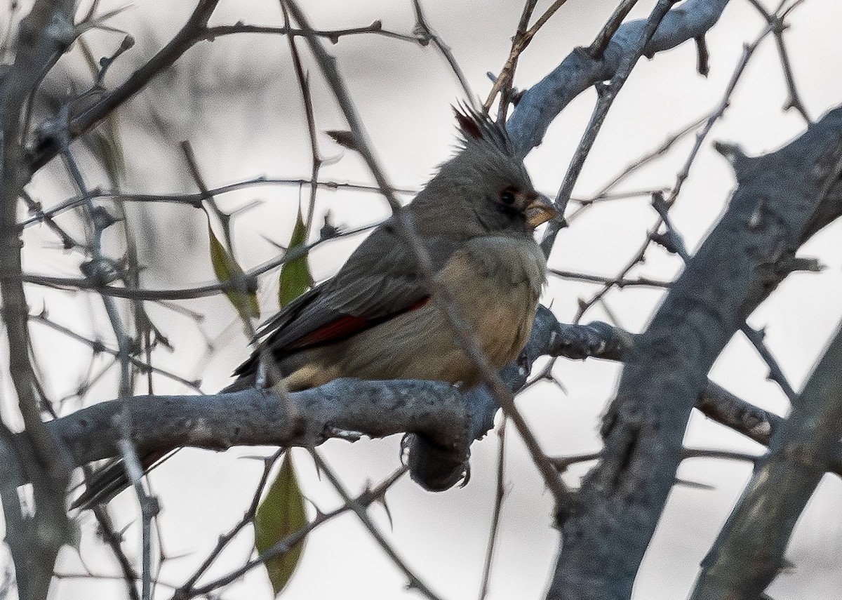 Pyrrhuloxia - ML648701974