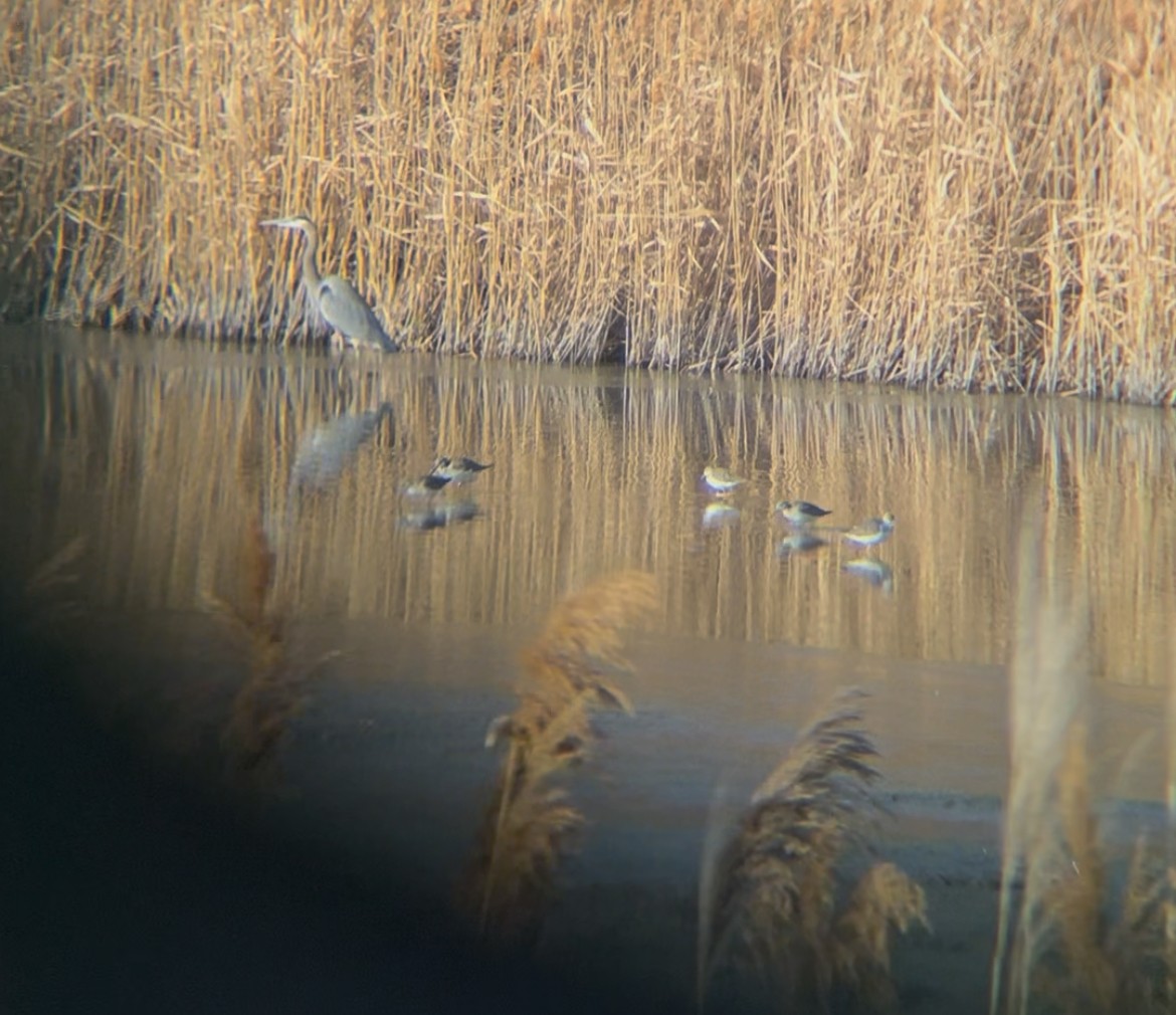 vodouš velký - ML648702107