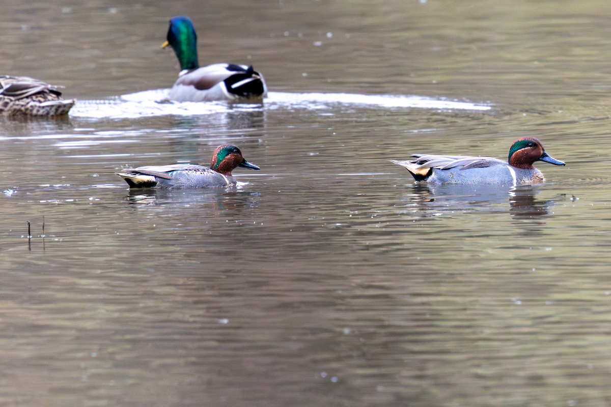 Green-winged Teal - ML648702378