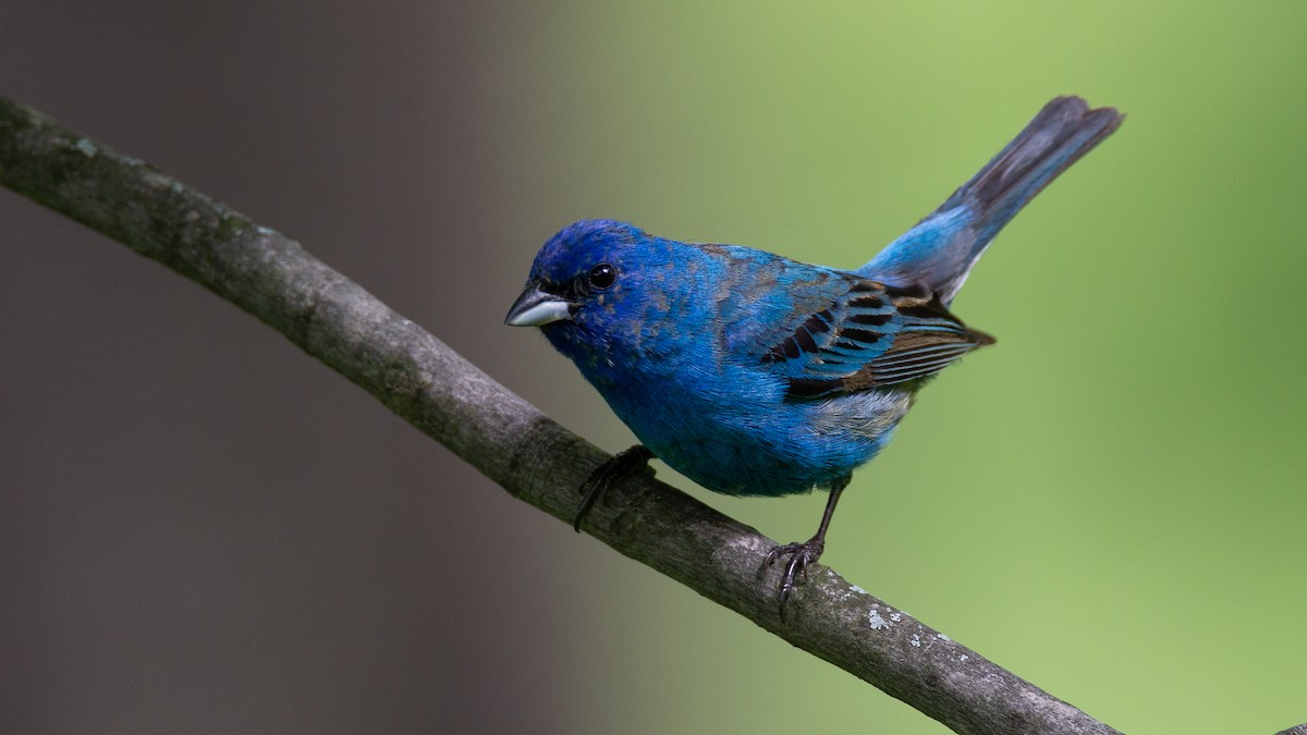 Индиговый колорин - ML648703067