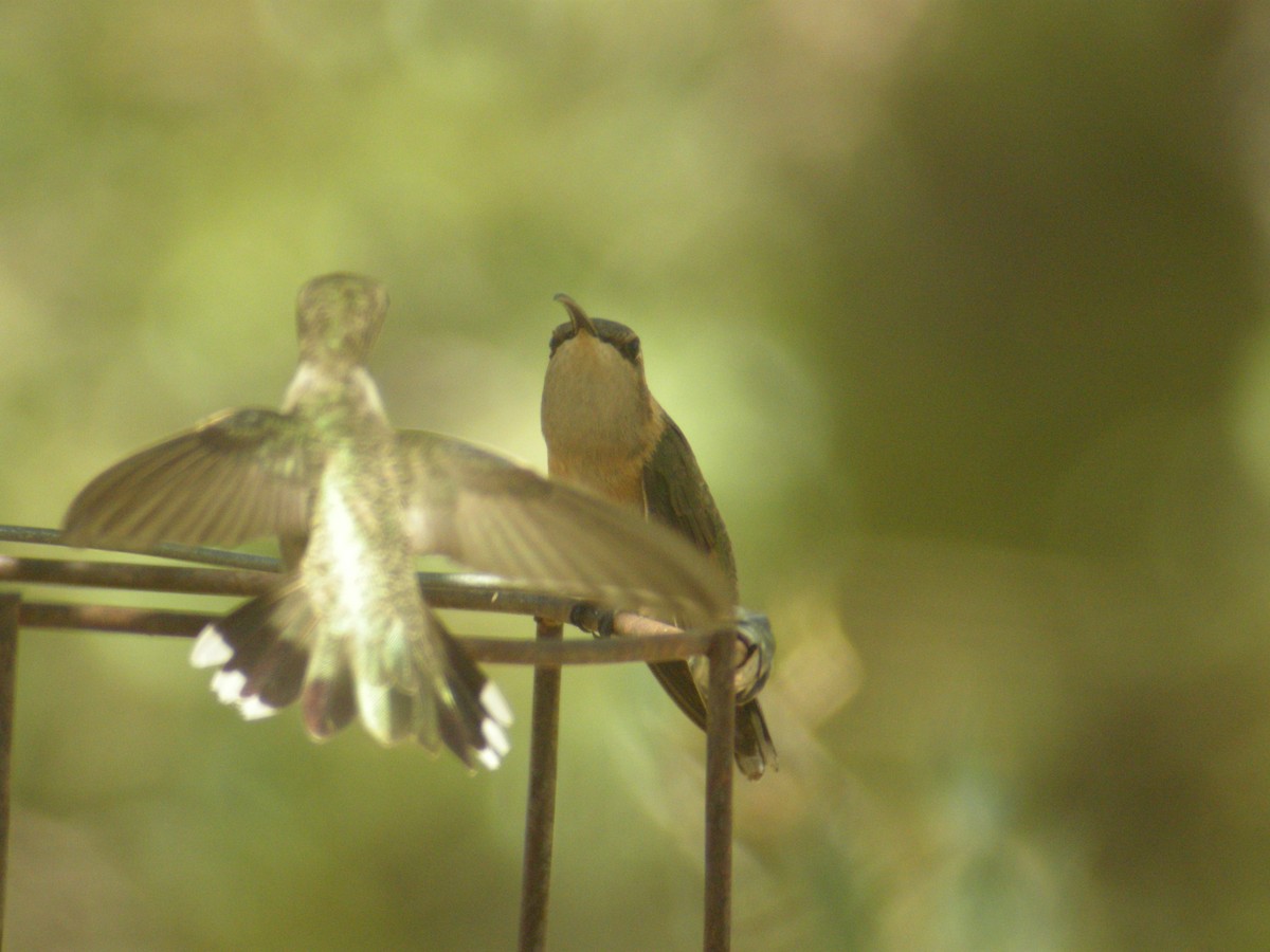Lucifer Hummingbird - ML648703097