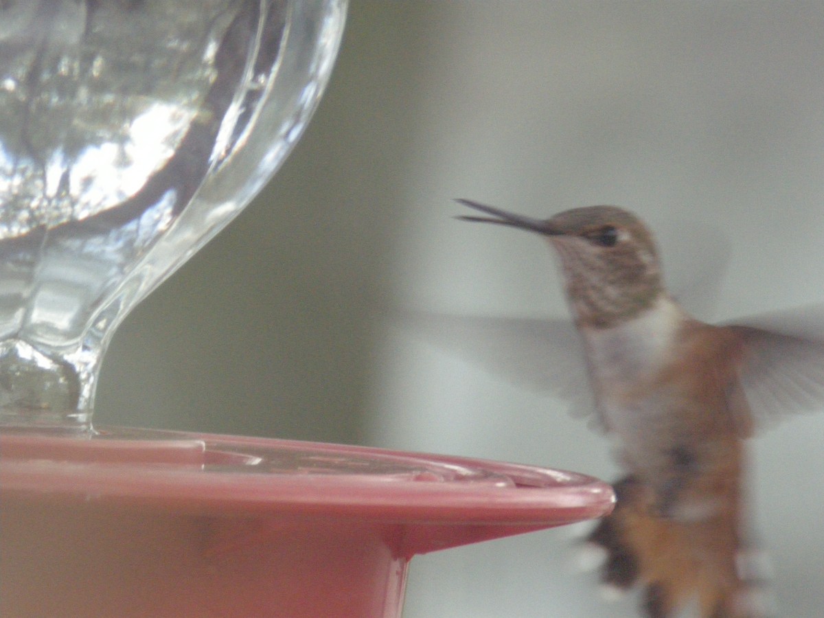 Rufous Hummingbird - ML648703130