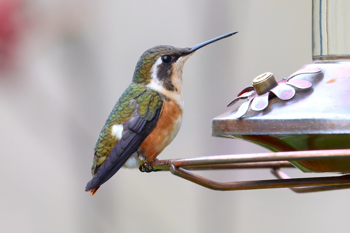 kalypta ostroocasá - ML648703327