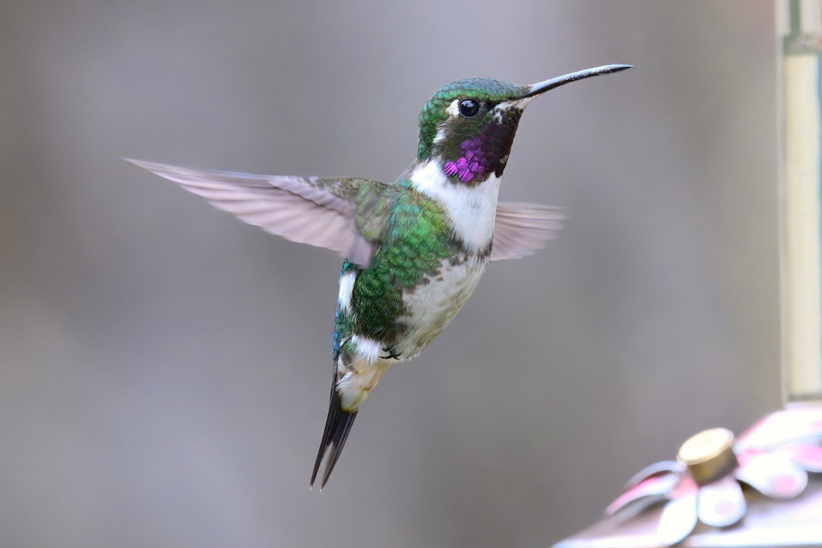 kalypta ostroocasá - ML648703354