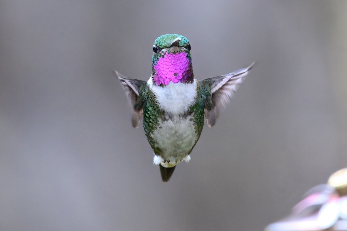 kalypta ostroocasá - ML648703375