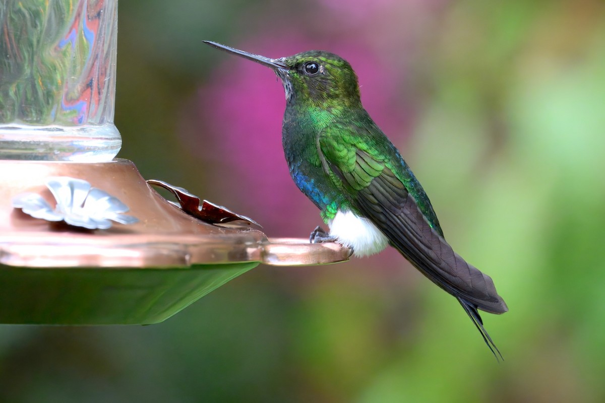 papučka žhnoucí - ML648703433