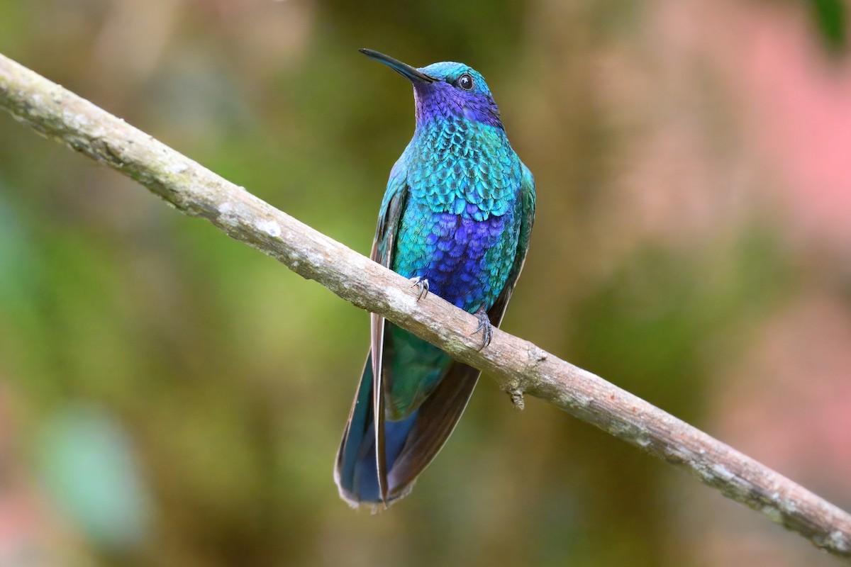 kolibřík modrolící - ML648703465