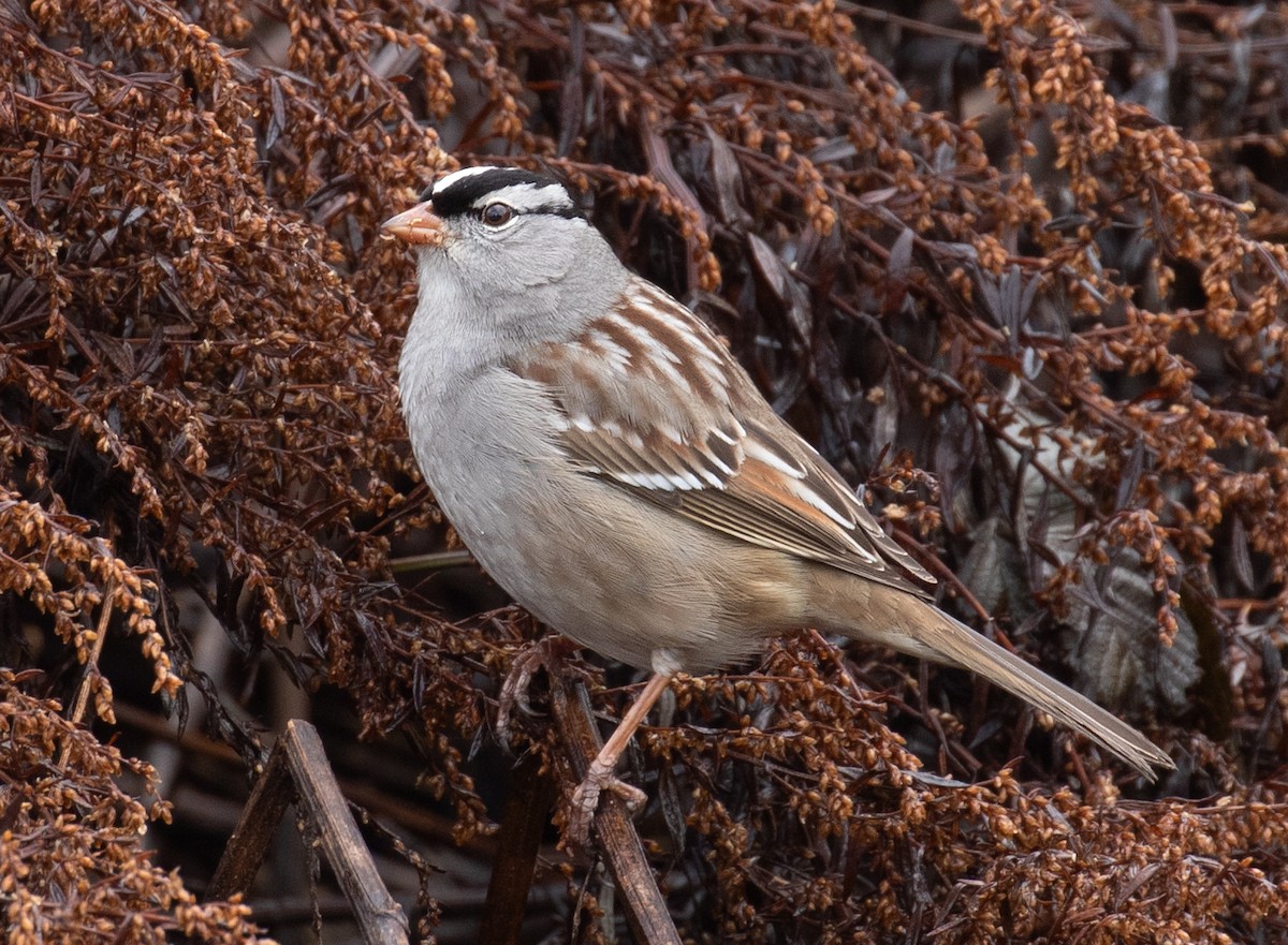 White-crowned Sparrow (Dark-lored) - ML648703469