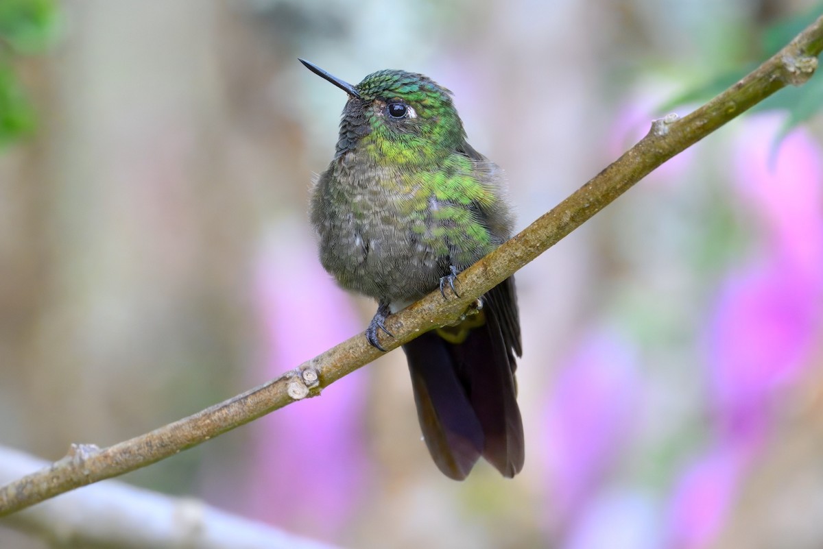 kolibřík dřišťálový - ML648703510